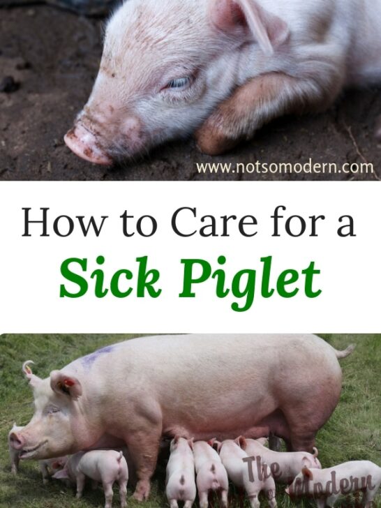 How to Care for a Sick Piglet - Yorkshire piglet and sow with piglets