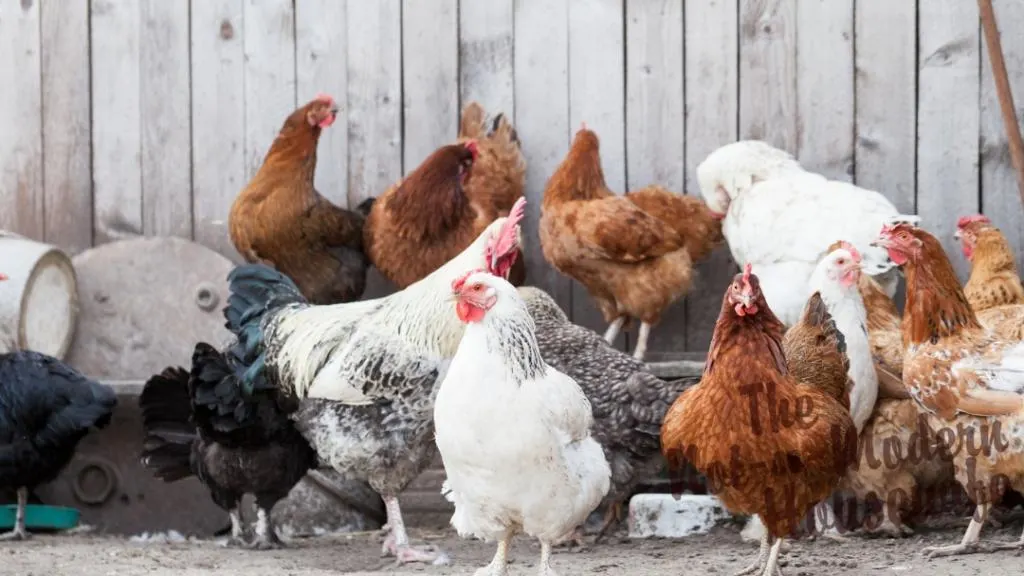 A Look Inside Our Colorful Egg Basket  Chicken Breeds & the Eggs They Lay  – SUNSHINE FARM