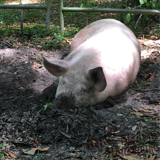 Why Every Rural Homestead Should Have A Pig The Not So Modern Housewife   Every Rural Homestead Have Pig Featured 