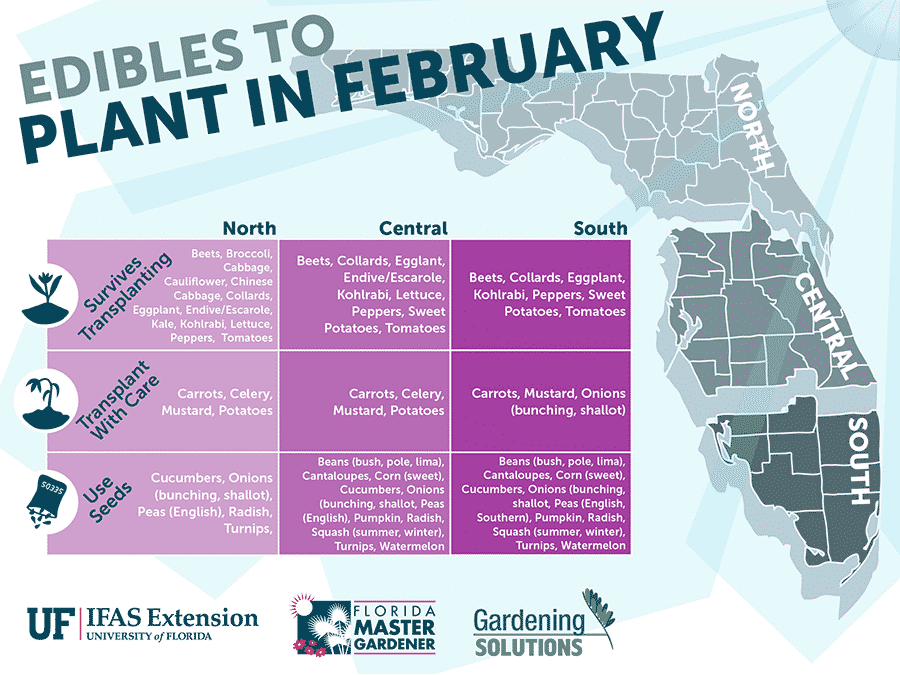 florida-edibles-to-plant-in-february