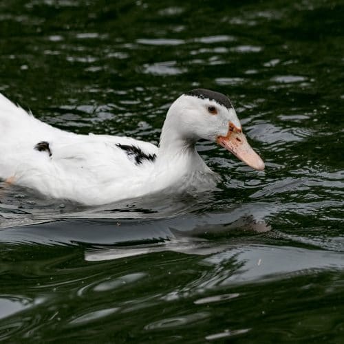 Raising Ducks for Eggs