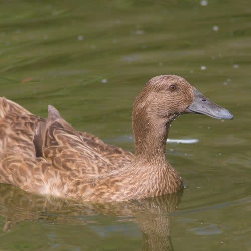 Raising Ducks for Eggs