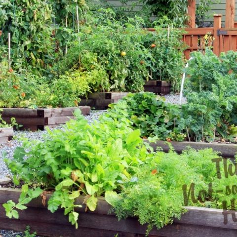 10 Tips for Growing an Amazing Homestead Garden