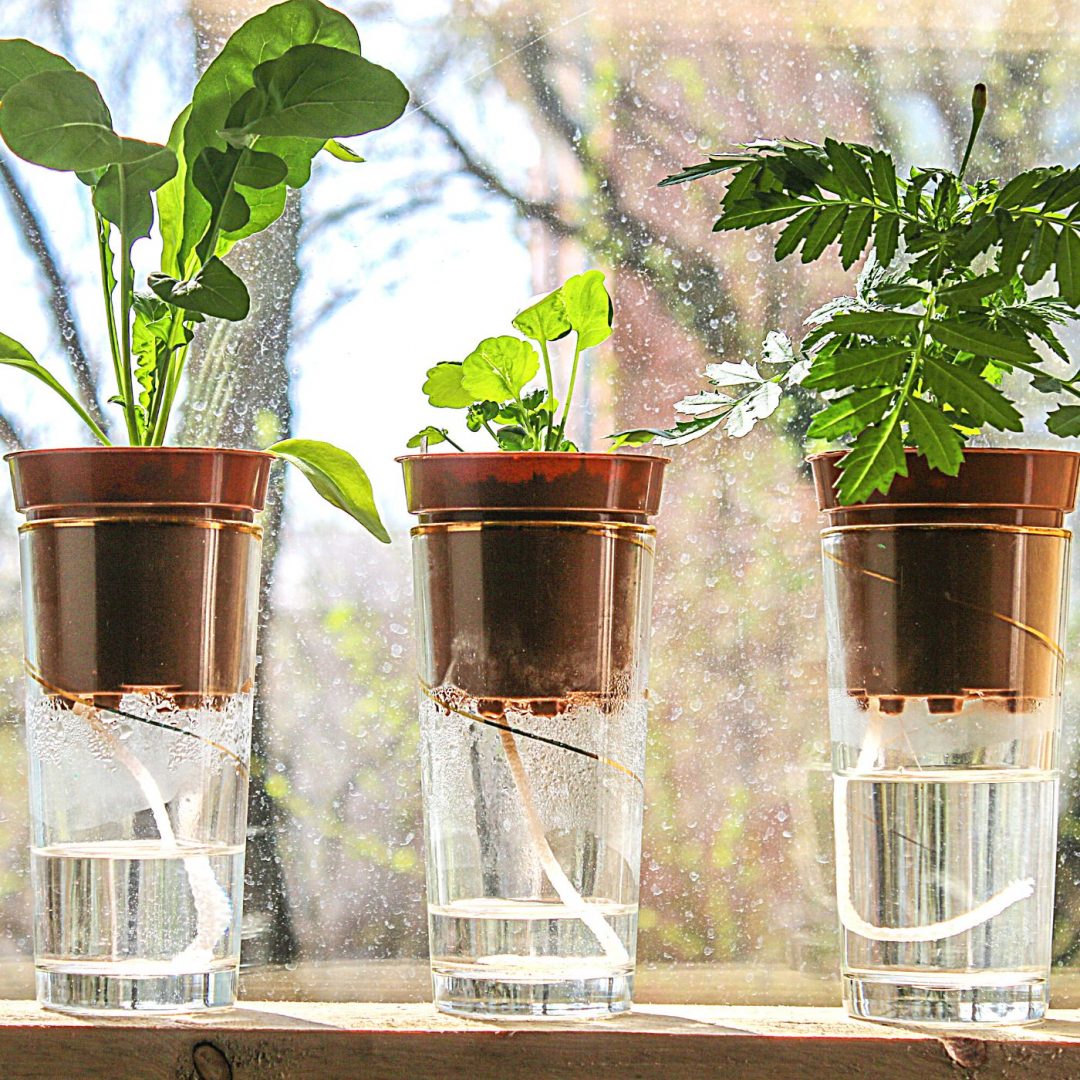 Self Watering Plant Systems