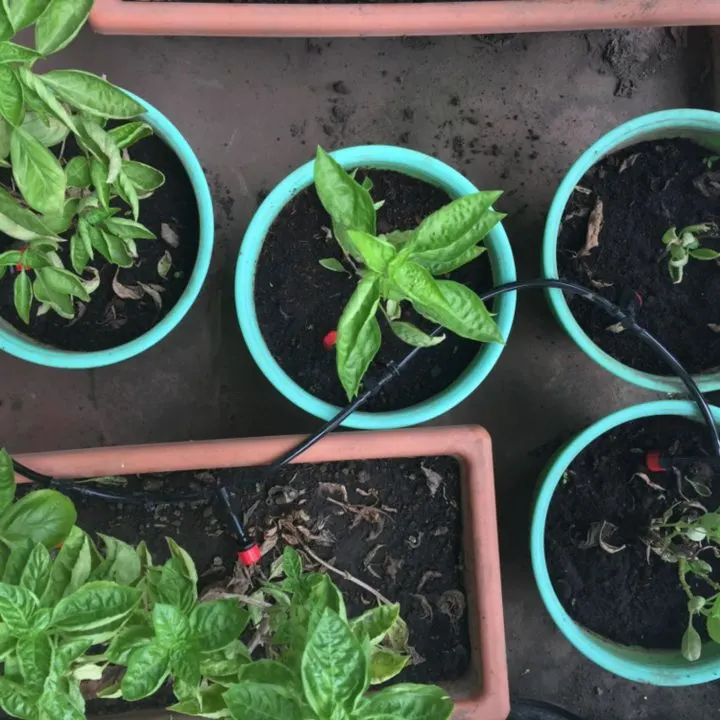 a group of plants in pots - drip irrigation line for container garden - self watering system for pots