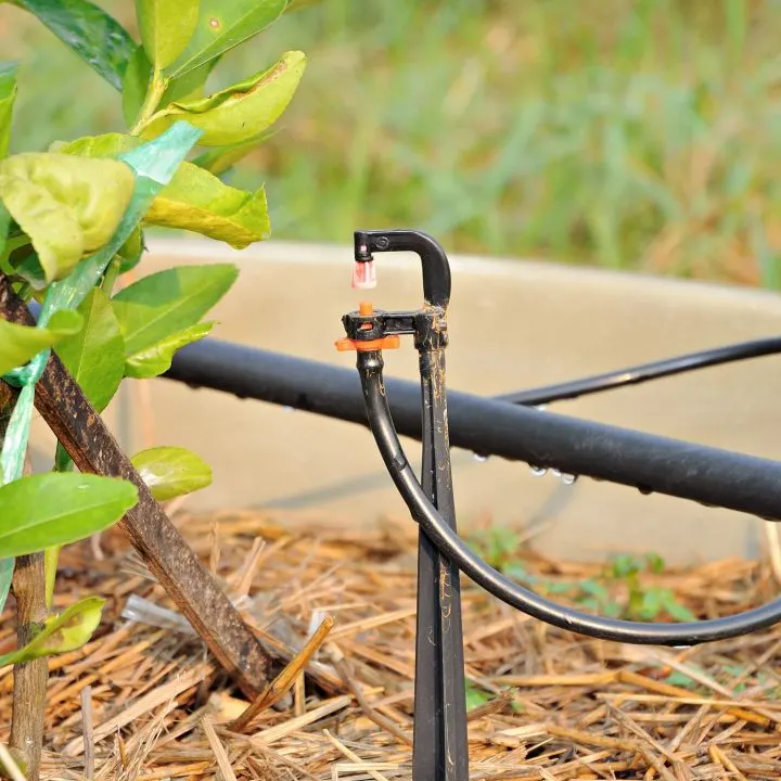 a sprinkler with a hose attached to a plant - micro sprayer for outdoor garden - self watering system for pots