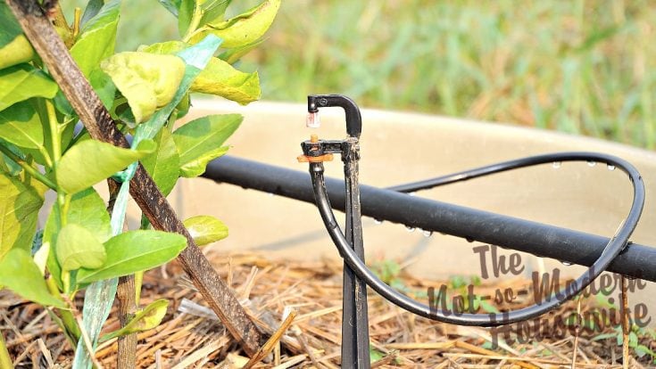 Top 4 Automatic Watering Systems for Potted Plants