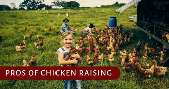 12 Big Tips For Raising Backyard Chickens