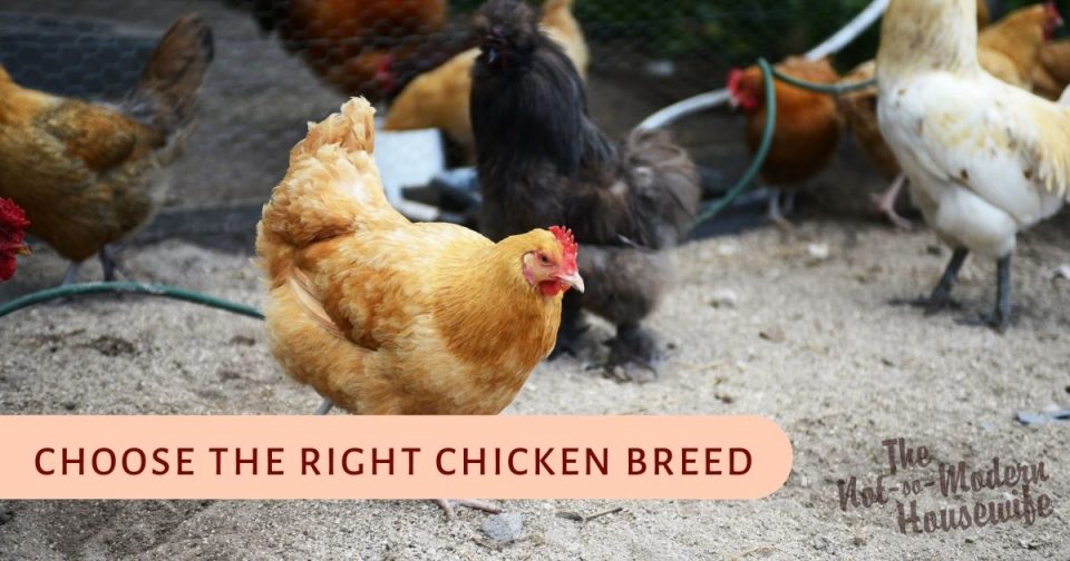 12 Big Tips for Raising Backyard Chickens