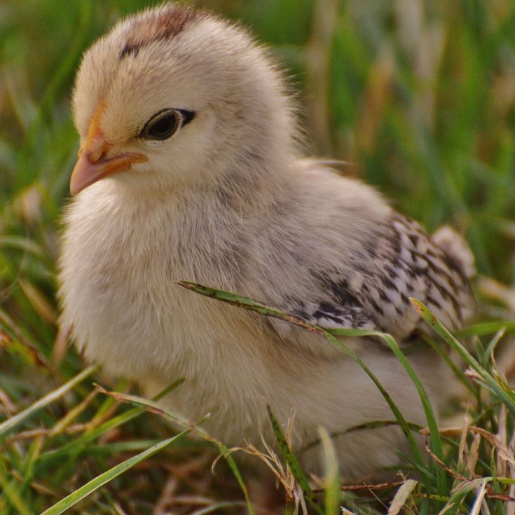 The Ultimate Guide: 12 Steps to Raising Backyard Chickens for Eggs