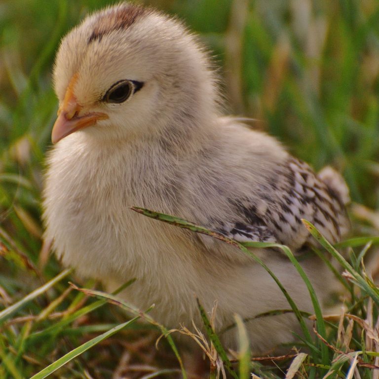 The Ultimate Guide Steps To Raising Backyard Chickens For Eggs