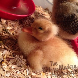 The Complete Guide To Raising Ducks For Beginners