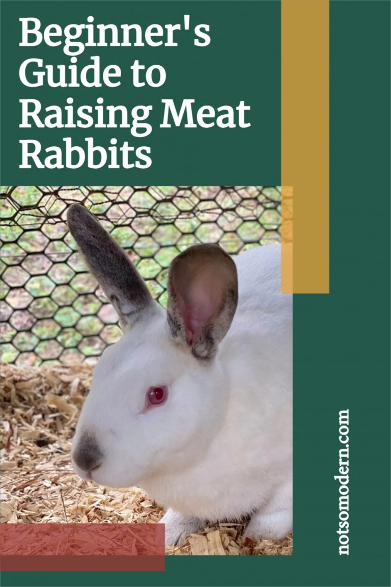 Beginner's Guide To Raising Meat Rabbits