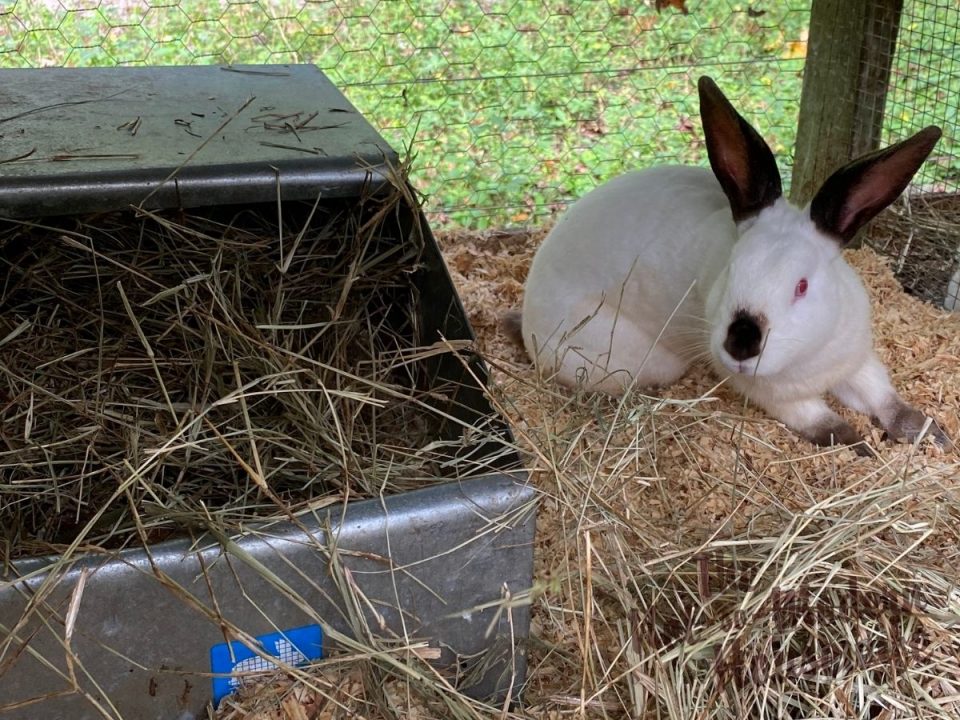 Beginners Guide To Raising Meat Rabbits 4552