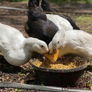 The Complete Guide to Raising Ducks for Beginners