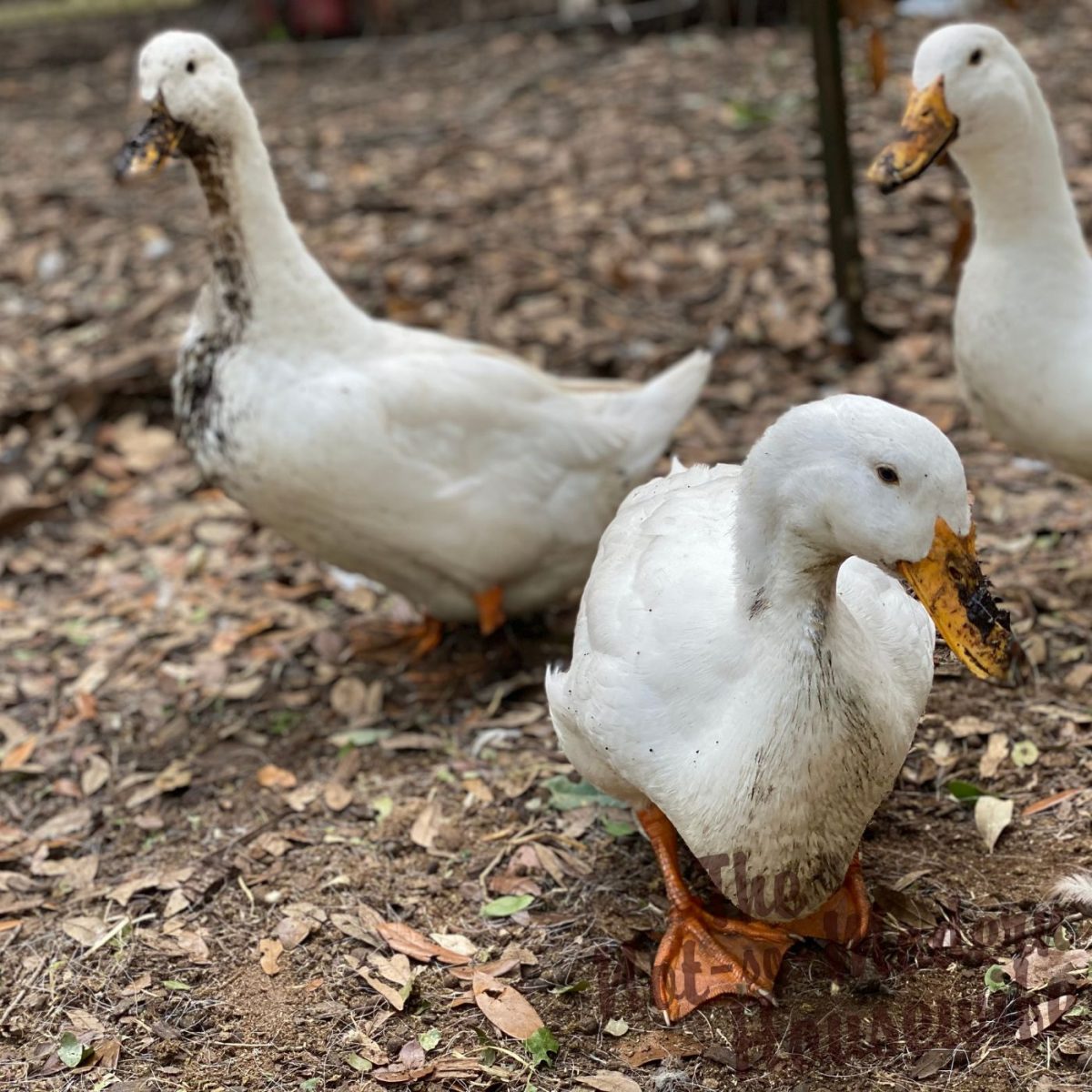 The Complete Guide to Raising Ducks for Beginners