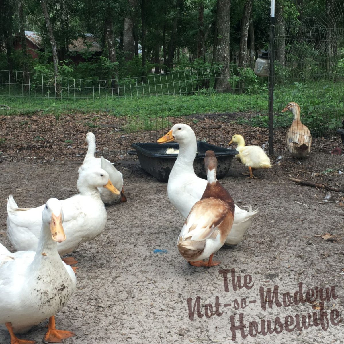 The Complete Guide To Raising Ducks For Beginners