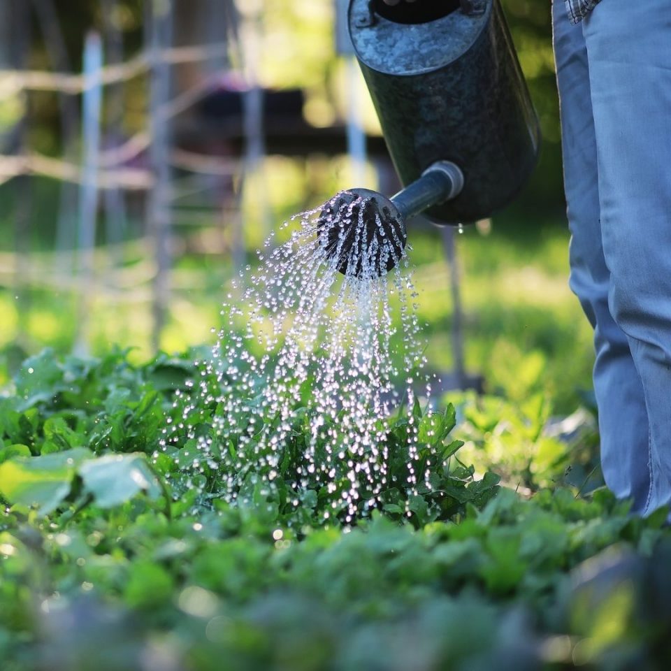 What to Plant in September in Florida: 30+ Surprising Vegetables That ...