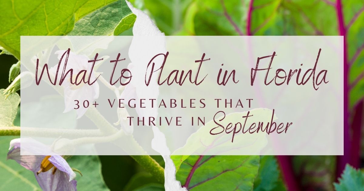 Vegetables You Can Plant in September