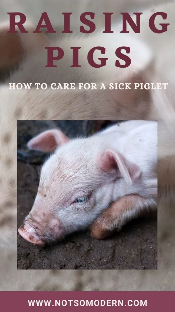 Raising pigs - how to care for a sick piglet
