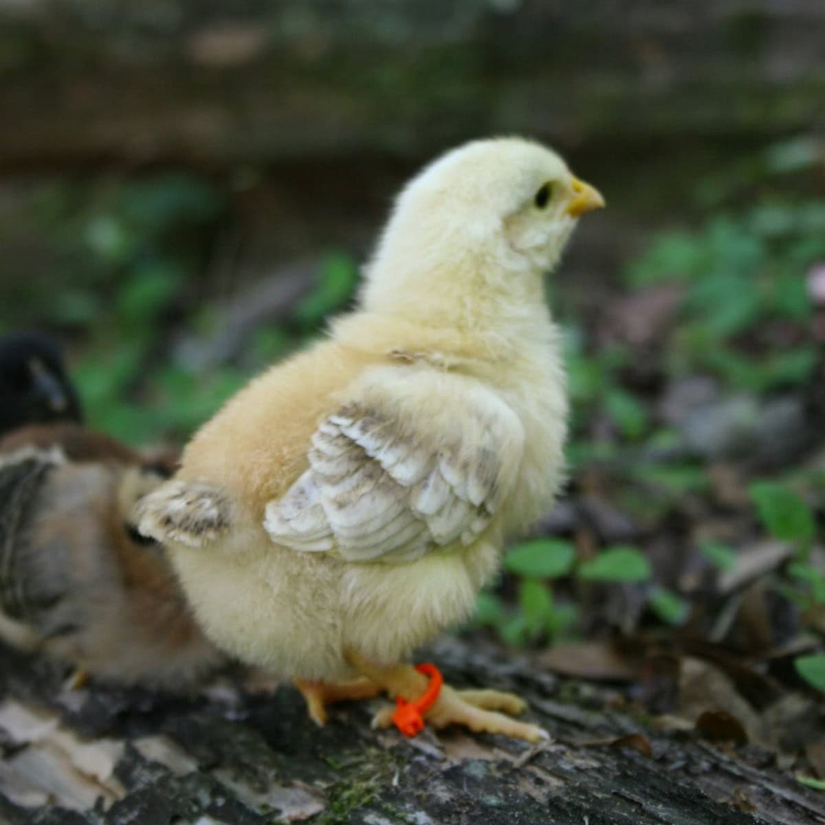 A fluffy yellow chick with tiny feathered wings stands outdoors on a piece of wood, wearing a small orange leg band. Surrounded by a natural, green backdrop, this image captures the charm of raising animals and the simplicity of homestead life.