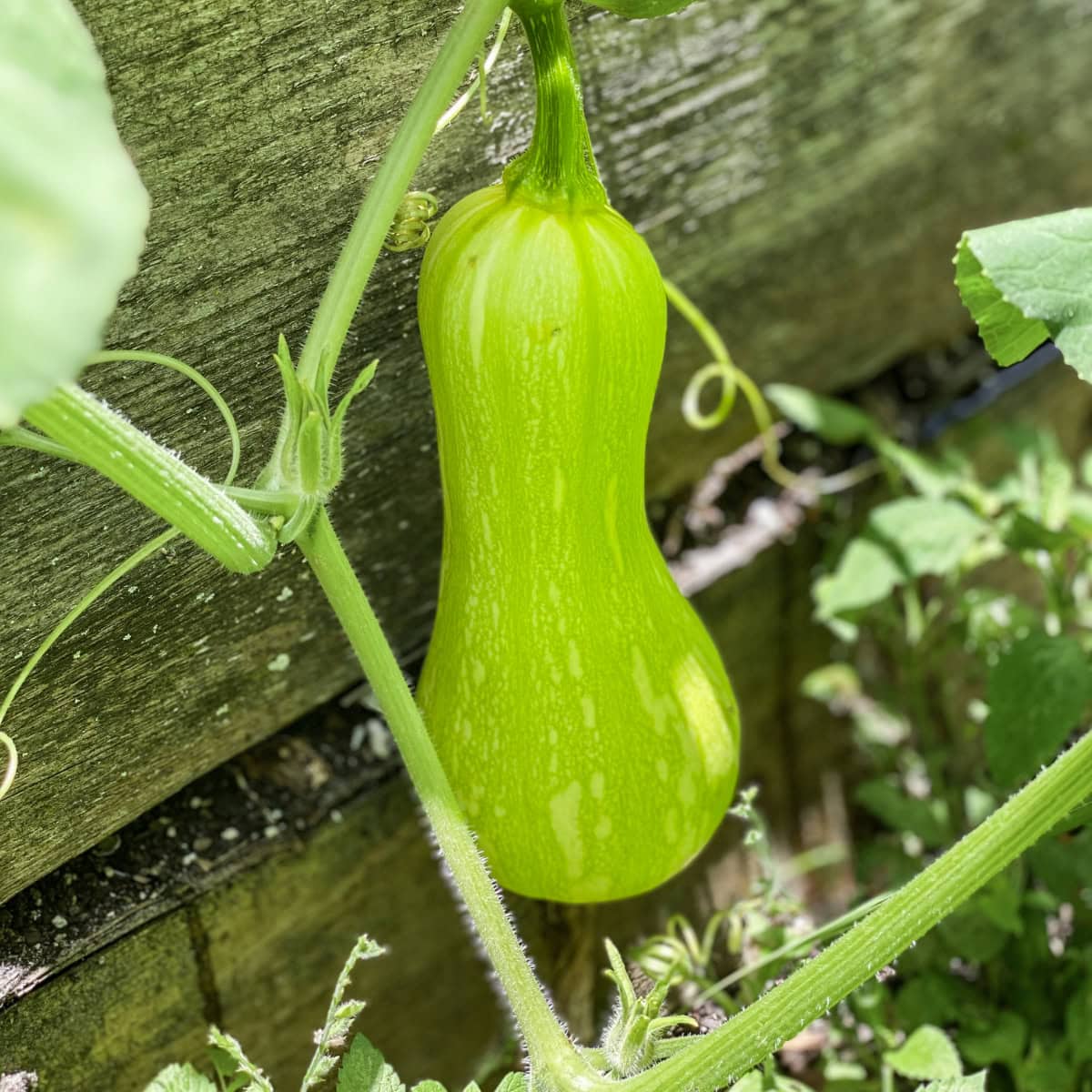 A vibrant green butternut squash growing on the vine in a backyard garden, surrounded by lush leaves and natural sunlight. This image captures the essence of growing your own food and the beauty of cultivating fresh, homegrown produce.